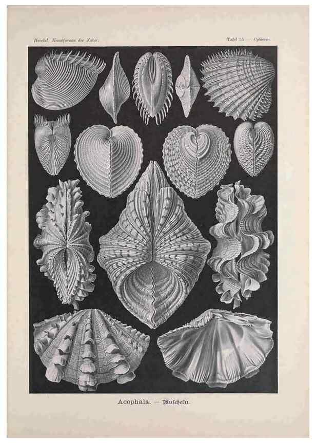 Reproducción/Reproduction 48430527201: Kunstformen der Natur. Leipzig und Wien :Verlag des Bibliographischen Instituts,1899-1904.. 