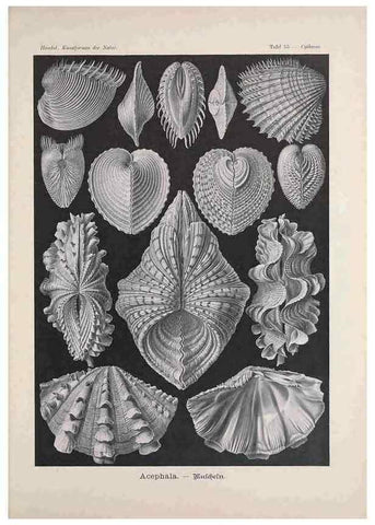 Reproducción/Reproduction 48430527201: Kunstformen der Natur. Leipzig und Wien :Verlag des Bibliographischen Instituts,1899-1904.. 
