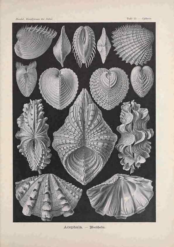 Reproducción/Reproduction 48430527201: Kunstformen der Natur. Leipzig und Wien :Verlag des Bibliographischen Instituts,1899-1904.. 