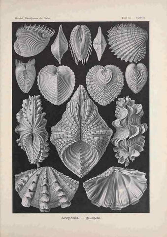 Reproducción/Reproduction 48430527201: Kunstformen der Natur. Leipzig und Wien :Verlag des Bibliographischen Instituts,1899-1904.. 