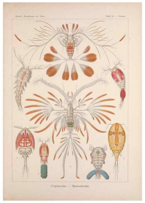 Reproducción/Reproduction 48430669372: Kunstformen der Natur. Leipzig und Wien :Verlag des Bibliographischen Instituts,1899-1904.. 