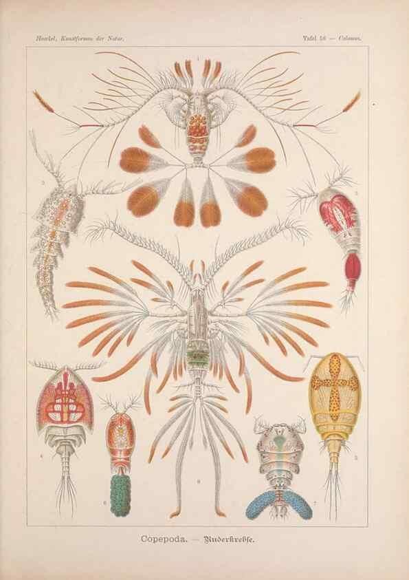 Reproducción/Reproduction 48430669372: Kunstformen der Natur. Leipzig und Wien :Verlag des Bibliographischen Instituts,1899-1904.. 