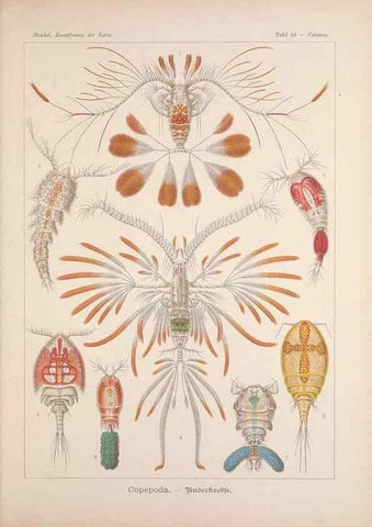 Reproducción/Reproduction 48430669372: Kunstformen der Natur. Leipzig und Wien :Verlag des Bibliographischen Instituts,1899-1904.. 