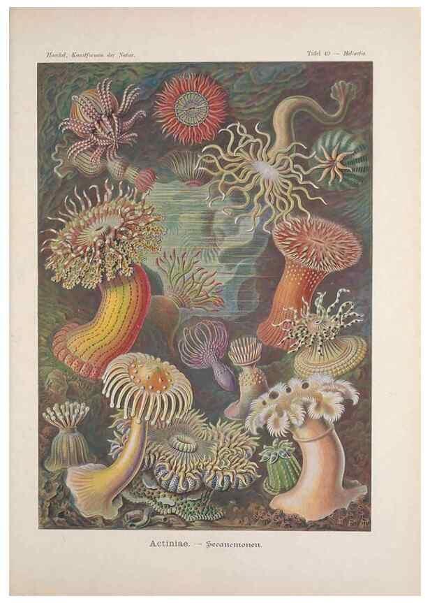 Reproducción/Reproduction 48430524066: Kunstformen der Natur. Leipzig und Wien :Verlag des Bibliographischen Instituts,1899-1904.. 