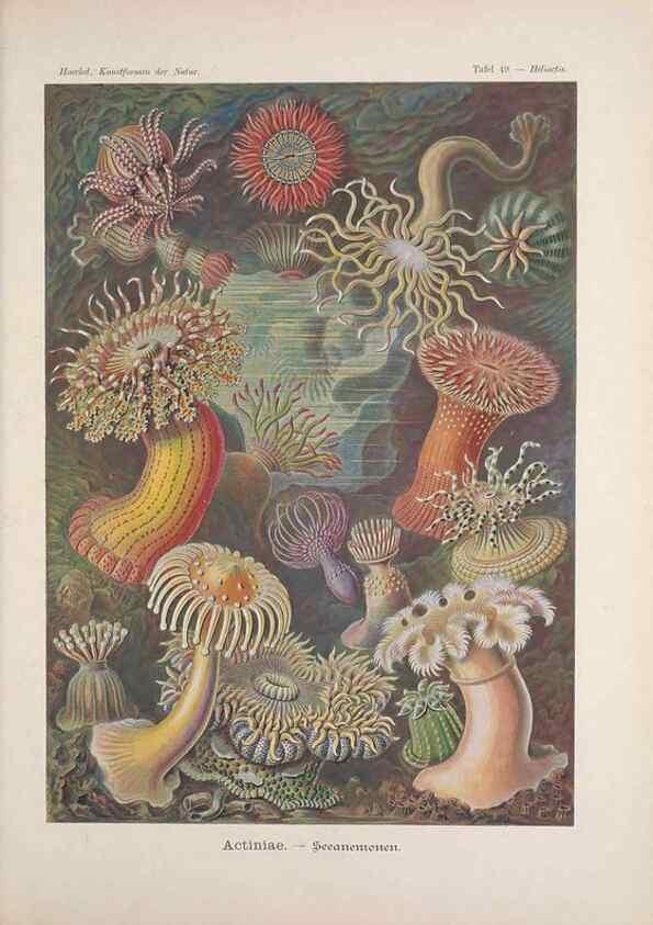 Reproducción/Reproduction 48430524066: Kunstformen der Natur. Leipzig und Wien :Verlag des Bibliographischen Instituts,1899-1904.. 