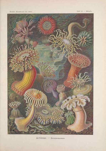 Reproducción/Reproduction 48430524066: Kunstformen der Natur. Leipzig und Wien :Verlag des Bibliographischen Instituts,1899-1904.. 