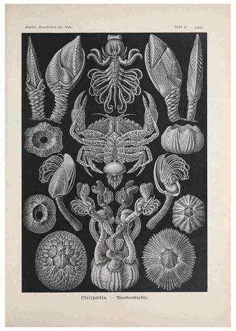 Reproducción/Reproduction 48430669987: Kunstformen der Natur. Leipzig und Wien :Verlag des Bibliographischen Instituts,1899-1904.. 