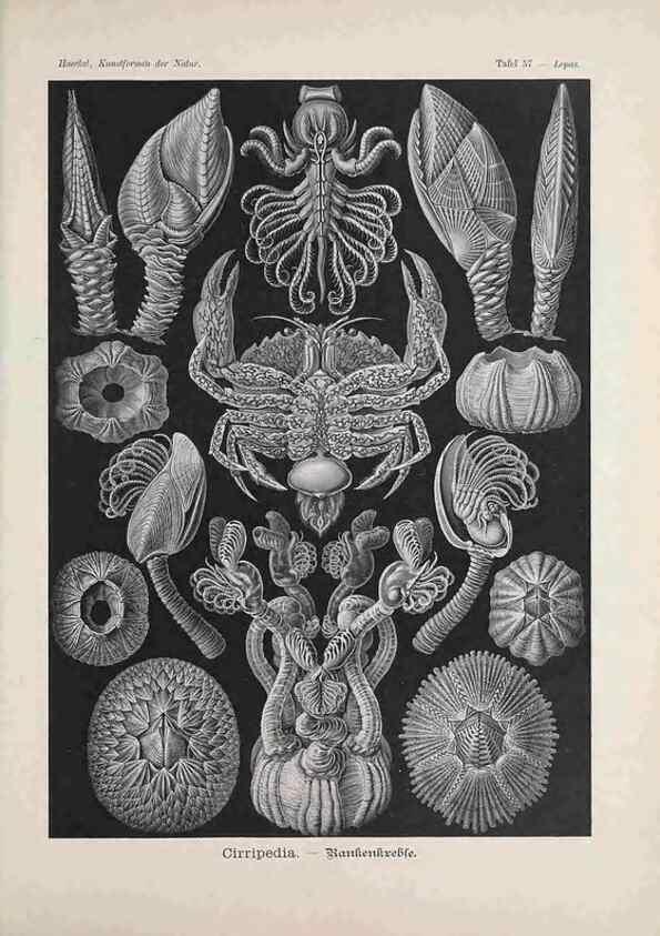 Reproducción/Reproduction 48430669987: Kunstformen der Natur. Leipzig und Wien :Verlag des Bibliographischen Instituts,1899-1904.. 