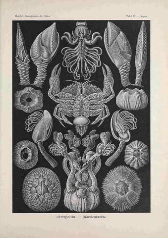 Reproducción/Reproduction 48430669987: Kunstformen der Natur. Leipzig und Wien :Verlag des Bibliographischen Instituts,1899-1904.. 