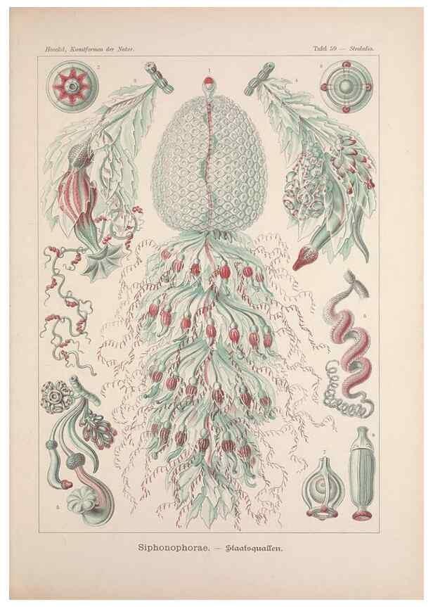Reproducción/Reproduction 48430670702: Kunstformen der Natur. Leipzig und Wien :Verlag des Bibliographischen Instituts,1899-1904.. 