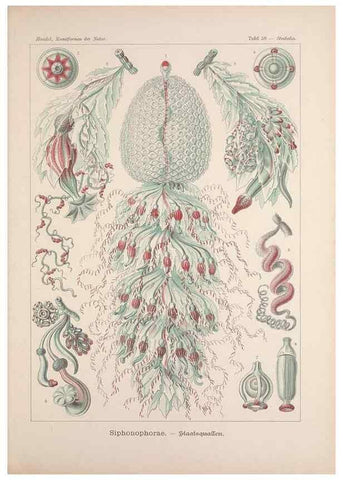 Reproducción/Reproduction 48430670702: Kunstformen der Natur. Leipzig und Wien :Verlag des Bibliographischen Instituts,1899-1904.. 