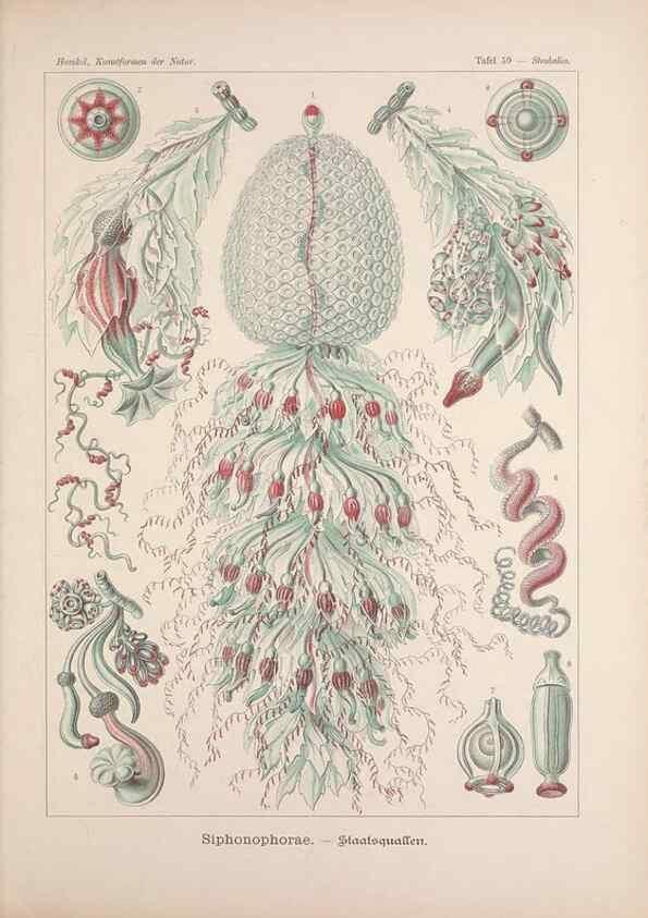 Reproducción/Reproduction 48430670702: Kunstformen der Natur. Leipzig und Wien :Verlag des Bibliographischen Instituts,1899-1904.. 