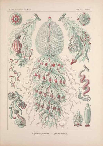 Reproducción/Reproduction 48430670702: Kunstformen der Natur. Leipzig und Wien :Verlag des Bibliographischen Instituts,1899-1904.. 