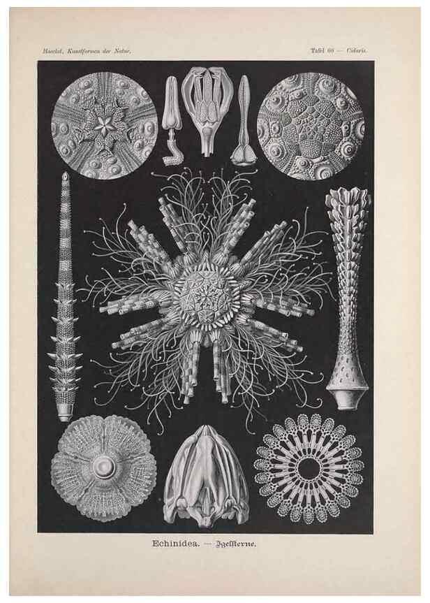 Reproducción/Reproduction 48430671132: Kunstformen der Natur. Leipzig und Wien :Verlag des Bibliographischen Instituts,1899-1904.. 