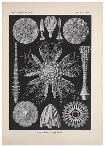 Reproducción/Reproduction 48430671132: Kunstformen der Natur. Leipzig und Wien :Verlag des Bibliographischen Instituts,1899-1904.. 