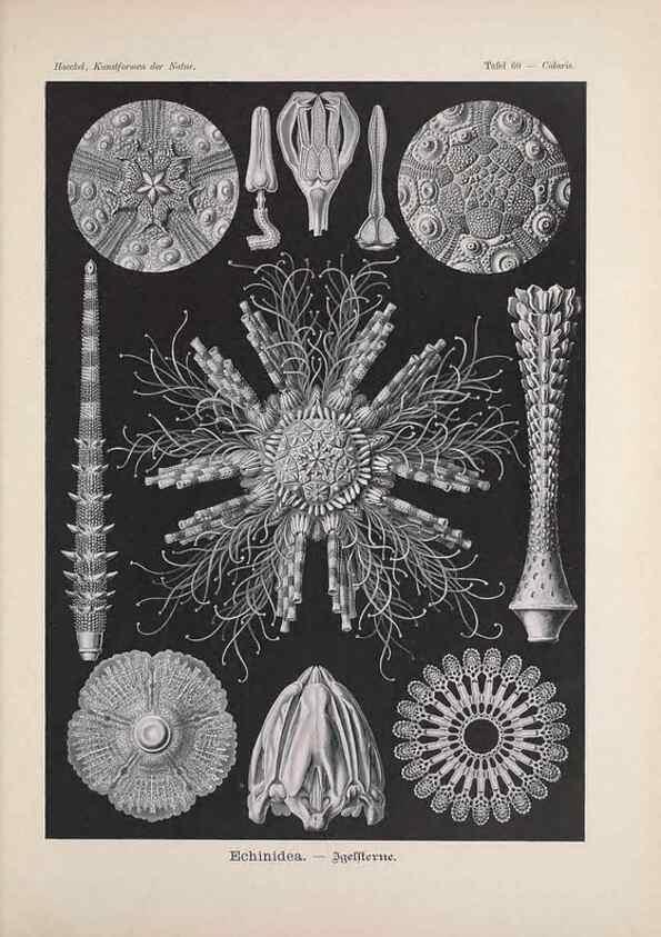 Reproducción/Reproduction 48430671132: Kunstformen der Natur. Leipzig und Wien :Verlag des Bibliographischen Instituts,1899-1904.. 