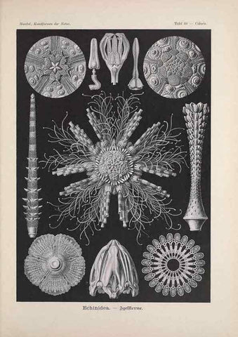 Reproducción/Reproduction 48430671132: Kunstformen der Natur. Leipzig und Wien :Verlag des Bibliographischen Instituts,1899-1904.. 