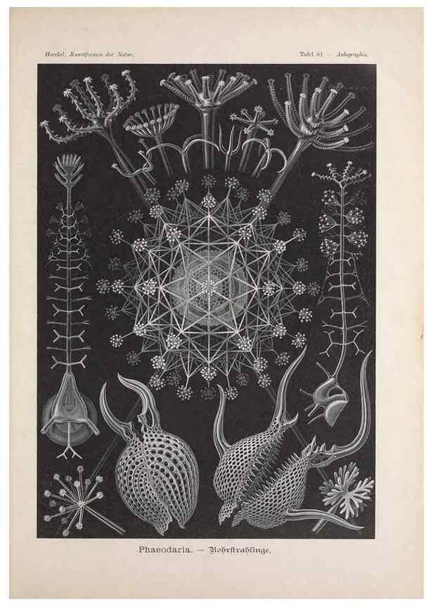 Reproducción/Reproduction 48430671487: Kunstformen der Natur. Leipzig und Wien :Verlag des Bibliographischen Instituts,1899-1904.. 