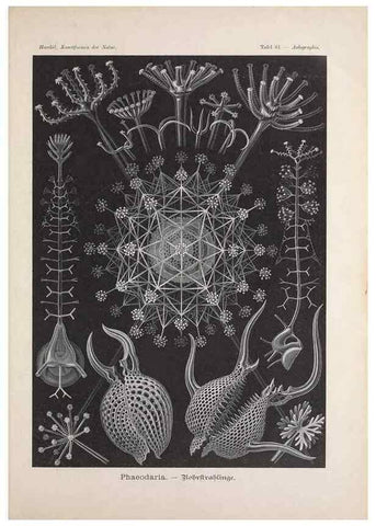 Reproducción/Reproduction 48430671487: Kunstformen der Natur. Leipzig und Wien :Verlag des Bibliographischen Instituts,1899-1904.. 