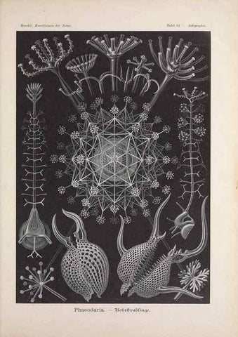 Reproducción/Reproduction 48430671487: Kunstformen der Natur. Leipzig und Wien :Verlag des Bibliographischen Instituts,1899-1904.. 