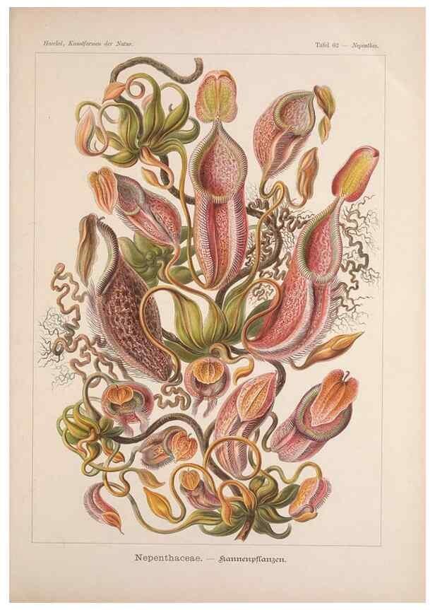 Reproducción/Reproduction 48430671962: Kunstformen der Natur. Leipzig und Wien :Verlag des Bibliographischen Instituts,1899-1904.. 