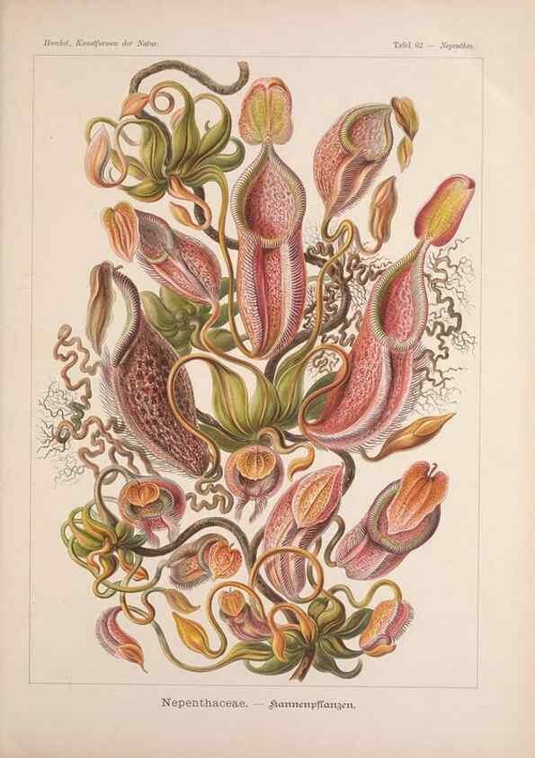 Reproducción/Reproduction 48430671962: Kunstformen der Natur. Leipzig und Wien :Verlag des Bibliographischen Instituts,1899-1904.. 
