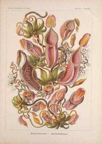 Reproducción/Reproduction 48430671962: Kunstformen der Natur. Leipzig und Wien :Verlag des Bibliographischen Instituts,1899-1904.. 