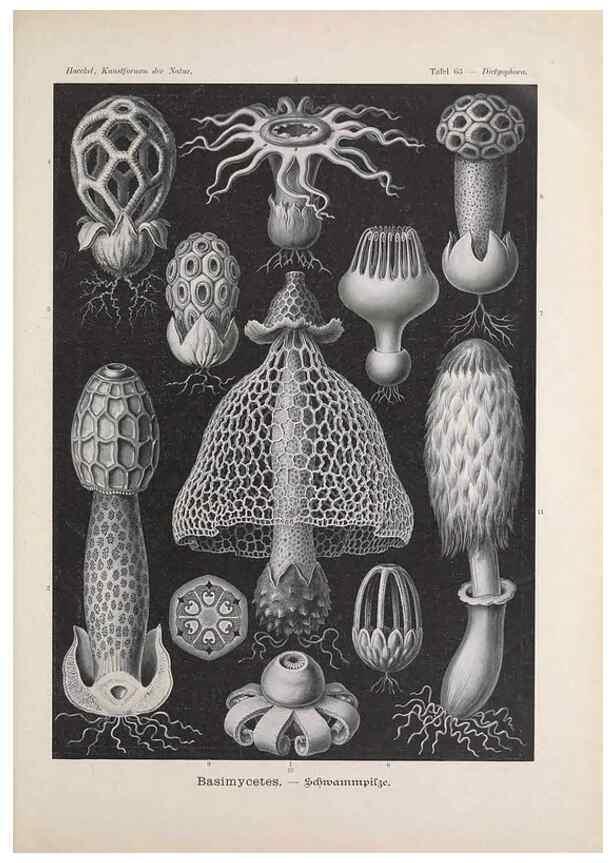 Reproducción/Reproduction 48430672397: Kunstformen der Natur. Leipzig und Wien :Verlag des Bibliographischen Instituts,1899-1904.. 