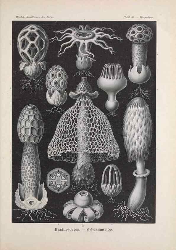 Reproducción/Reproduction 48430672397: Kunstformen der Natur. Leipzig und Wien :Verlag des Bibliographischen Instituts,1899-1904.. 