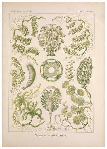 Reproducción/Reproduction 48430672827: Kunstformen der Natur. Leipzig und Wien :Verlag des Bibliographischen Instituts,1899-1904.. 