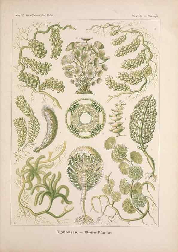 Reproducción/Reproduction 48430672827: Kunstformen der Natur. Leipzig und Wien :Verlag des Bibliographischen Instituts,1899-1904.. 