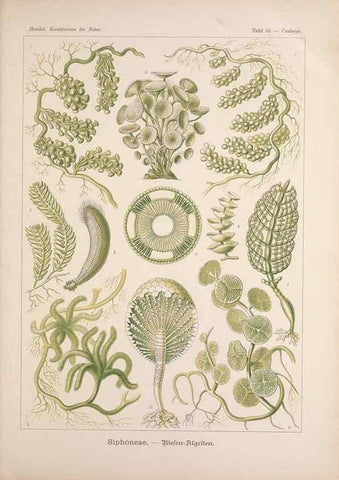 Reproducción/Reproduction 48430672827: Kunstformen der Natur. Leipzig und Wien :Verlag des Bibliographischen Instituts,1899-1904.. 
