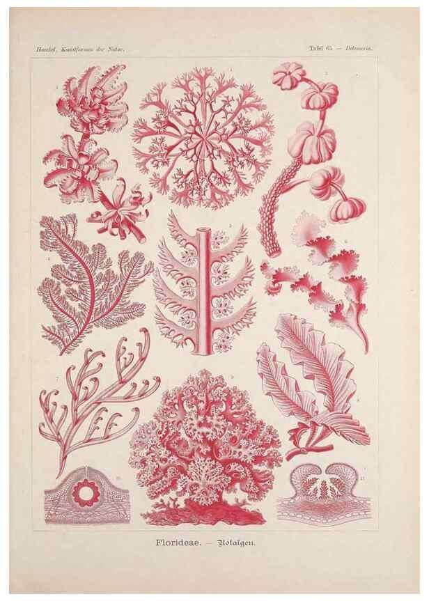 Reproducción/Reproduction 48430673127: Kunstformen der Natur. Leipzig und Wien :Verlag des Bibliographischen Instituts,1899-1904.. 