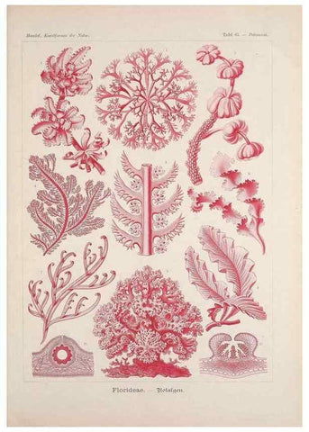Reproducción/Reproduction 48430673127: Kunstformen der Natur. Leipzig und Wien :Verlag des Bibliographischen Instituts,1899-1904.. 