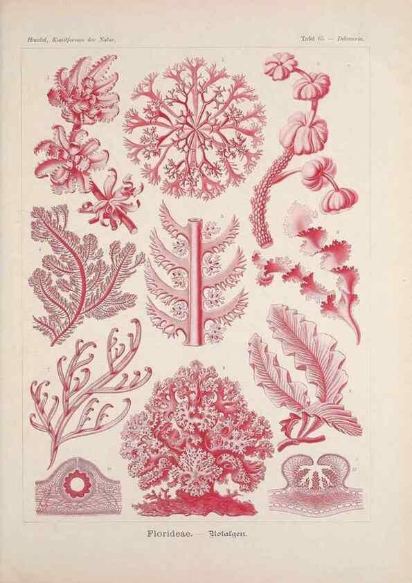 Reproducción/Reproduction 48430673127: Kunstformen der Natur. Leipzig und Wien :Verlag des Bibliographischen Instituts,1899-1904.. 