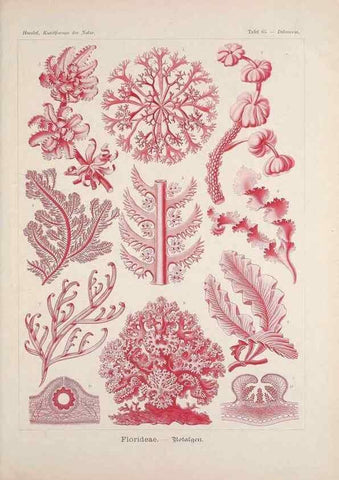 Reproducción/Reproduction 48430673127: Kunstformen der Natur. Leipzig und Wien :Verlag des Bibliographischen Instituts,1899-1904.. 
