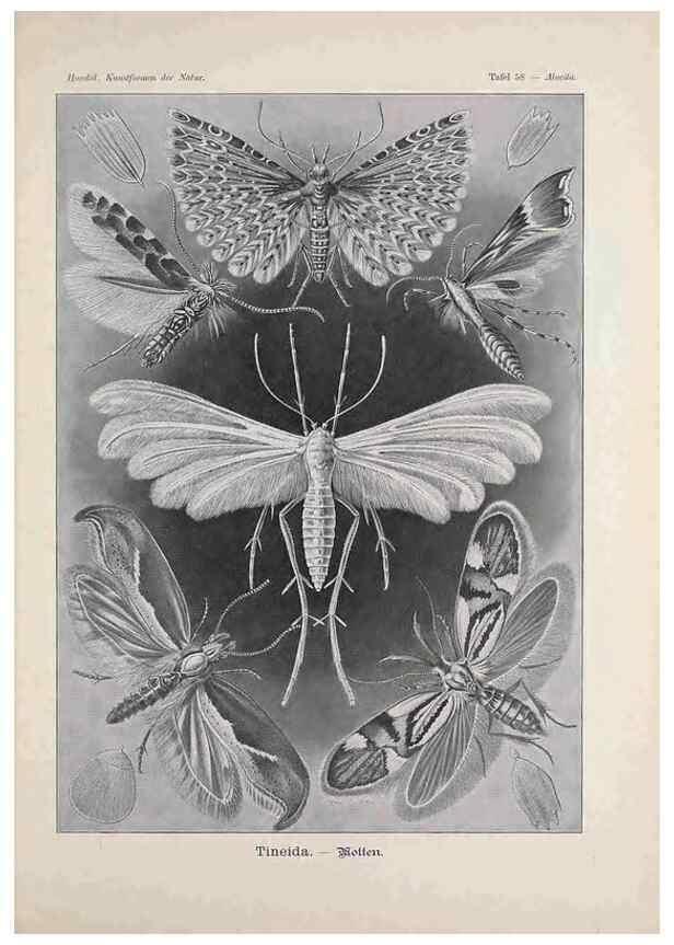Reproducción/Reproduction 48430528526: Kunstformen der Natur. Leipzig und Wien :Verlag des Bibliographischen Instituts,1899-1904.. 