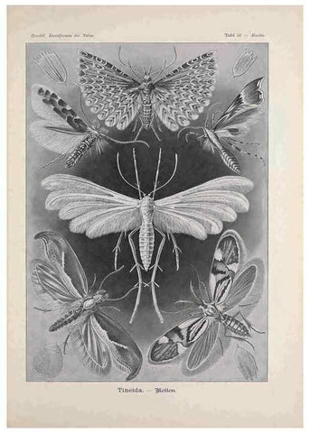 Reproducción/Reproduction 48430528526: Kunstformen der Natur. Leipzig und Wien :Verlag des Bibliographischen Instituts,1899-1904.. 