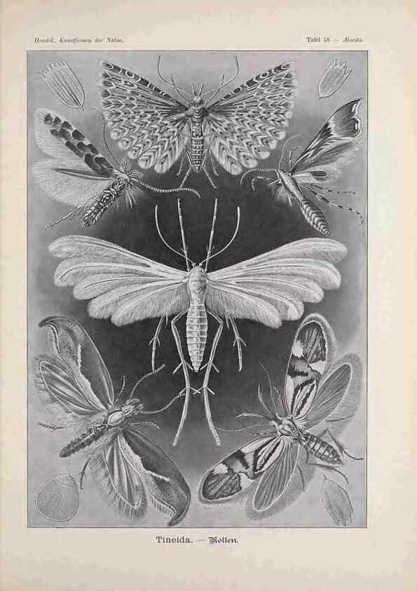Reproducción/Reproduction 48430528526: Kunstformen der Natur. Leipzig und Wien :Verlag des Bibliographischen Instituts,1899-1904.. 