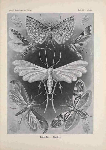 Reproducción/Reproduction 48430528526: Kunstformen der Natur. Leipzig und Wien :Verlag des Bibliographischen Instituts,1899-1904.. 