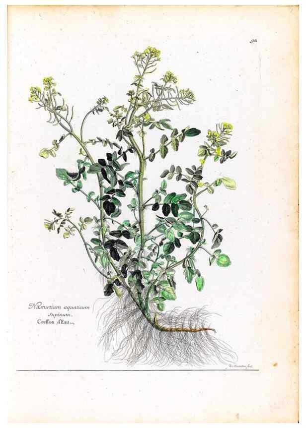 Reproducción/Reproduction 48584320987: [Recueil des plantes dessinées et gravées par ordre du roi Louis XIV].. Paris :Impr. royale,1786. 