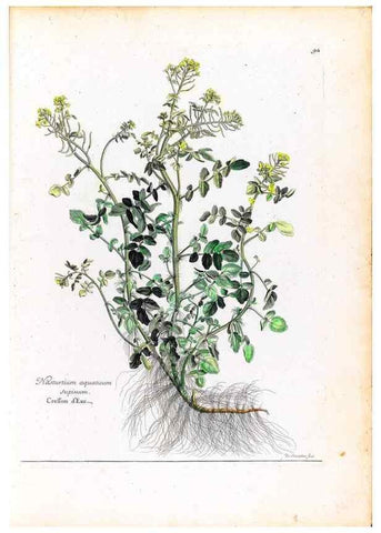 Reproducción/Reproduction 48584320987: [Recueil des plantes dessinées et gravées par ordre du roi Louis XIV].. Paris :Impr. royale,1786. 