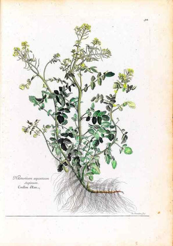 Reproducción/Reproduction 48584320987: [Recueil des plantes dessinées et gravées par ordre du roi Louis XIV].. Paris :Impr. royale,1786. 