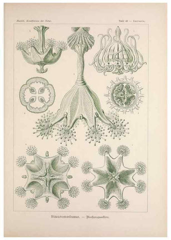 Reproducción/Reproduction 48430523646: Kunstformen der Natur. Leipzig und Wien :Verlag des Bibliographischen Instituts,1899-1904.. 