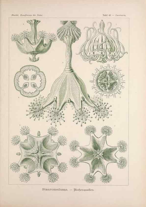 Reproducción/Reproduction 48430523646: Kunstformen der Natur. Leipzig und Wien :Verlag des Bibliographischen Instituts,1899-1904.. 