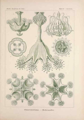 Reproducción/Reproduction 48430523646: Kunstformen der Natur. Leipzig und Wien :Verlag des Bibliographischen Instituts,1899-1904.. 