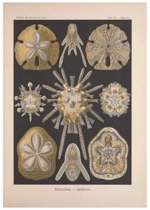 Reproducción/Reproduction 48430516001: Kunstformen der Natur. Leipzig und Wien :Verlag des Bibliographischen Instituts,1899-1904.. 