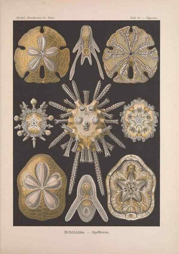 Reproducción/Reproduction 48430516001: Kunstformen der Natur. Leipzig und Wien :Verlag des Bibliographischen Instituts,1899-1904.. 