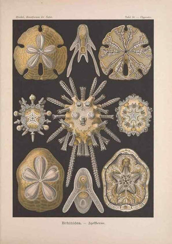 Reproducción/Reproduction 48430516001: Kunstformen der Natur. Leipzig und Wien :Verlag des Bibliographischen Instituts,1899-1904.. 