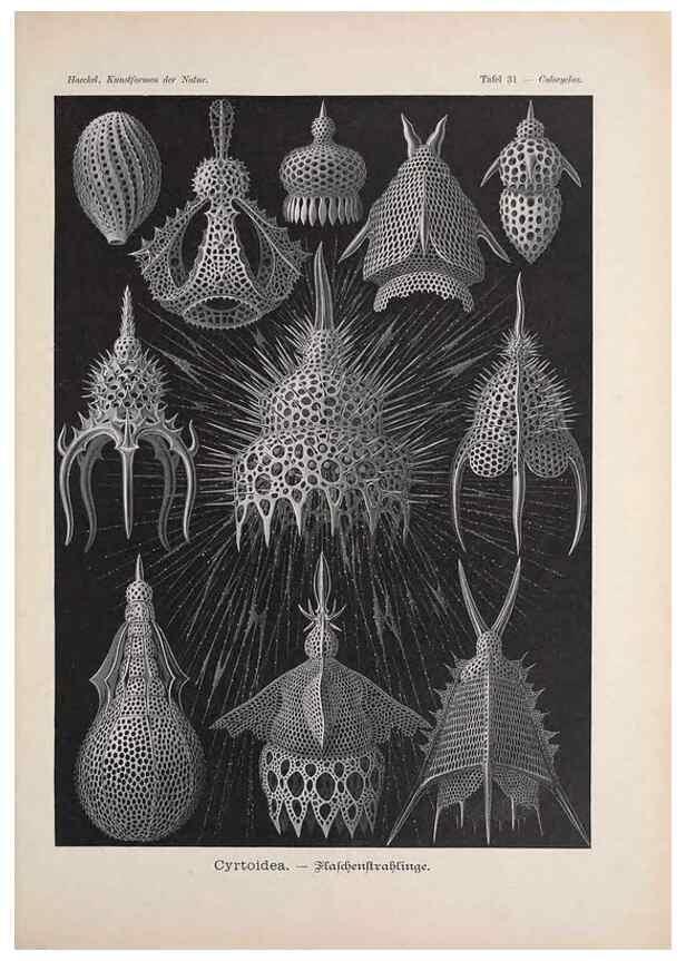 Reproducción/Reproduction 48430516396: Kunstformen der Natur. Leipzig und Wien :Verlag des Bibliographischen Instituts,1899-1904.. 